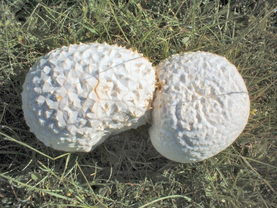 Calvatia utriformis